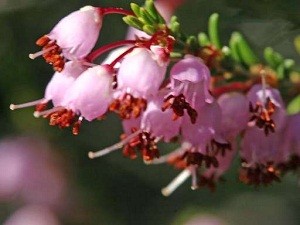 Erica manipuliflora