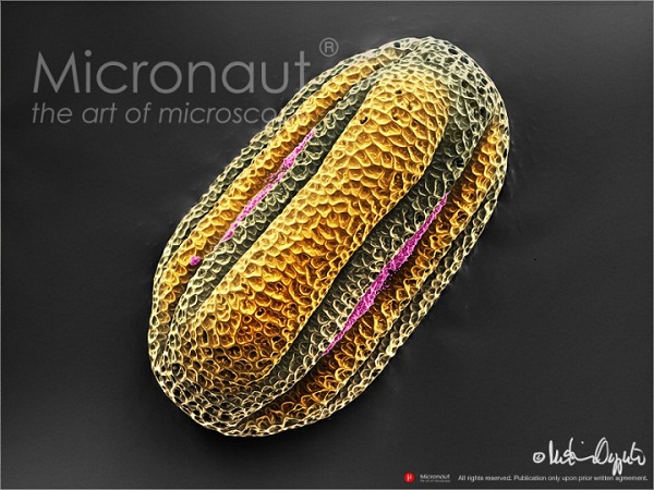 Micronaut-Pollen-Lamiaceae-56420-©-2