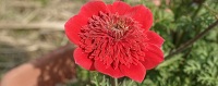 Anemone coronaria var. Flore pleno