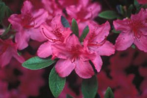 Rhododendron Azalea