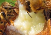 Βασιλικός Πολτός