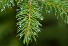 Μέλι Ελάτης