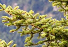 Μέλι ελάτης Βανίλια