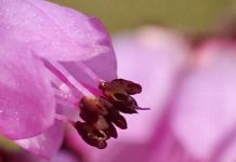 Μέλι Ερείκης