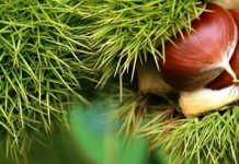 Μέλι Καστανιάς