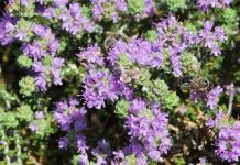 Κρητικό Πευκοθυμαρόμελο