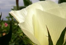 Μελισσοκομικοί Χειρισμοί Αυγούστου