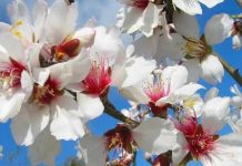 Μελισσοκομικοί Χειρισμοί Φεβρουαρίου