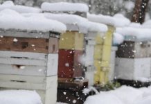 Μελισσοκομικοί Χειρισμοί Ιανουαρίου