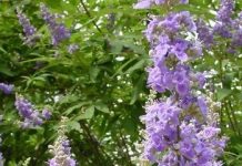 Μελισσοκομικοί Χειρισμοί Ιουλίου