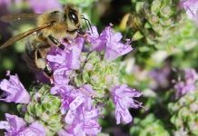 Μελισσοκομικοί Χειρισμοί Ιουνίου