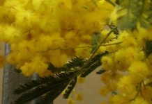 Μελισσοκομικοί Χειρισμοί Μαϊου