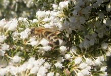 Μελισσοκομικοί Χειρισμοί Μαρτίου