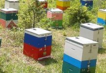 Μελισσοκομικοί Χειρισμοί Νοεμβρίου