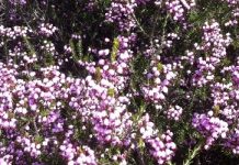 Μελισσοκομικοί Χειρισμοί Οκτωβρίου