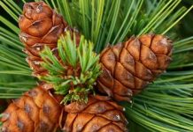 Μελισσοκομικοί Χειρισμοί Σεπτεμβρίου