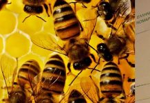 Έκδοση Μελισσοκομικού Βιβλιαρίου