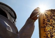 Νέος μελισσοκόμος (χρήσιμες συμβουλές) Νέος Μελισσοκόμος