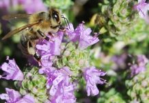 Θυμαρίσιο Μέλι