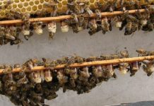 Μελισσοκομικοί Χειρισμοί Απριλίου