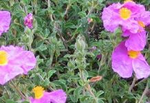 Λαδανιά (Cistus creticus)