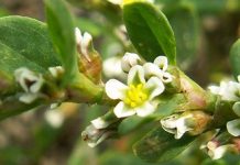 Πολύκομπος (Polygonum)