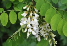 Ακακία (Robinia pseudoacacia)