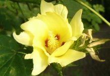 Βαμβάκι (Gossypium hirsutum)