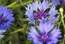 Γαλαζάκι (Centaurea cyanus)