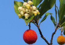 Η Κουμαριά και το μέλι της