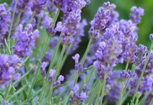 Λεβάντα (Lavandula)