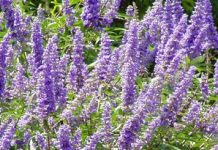 Λυγαριά (Vitex agnus-castus)