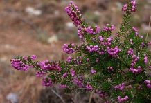 Φθινοπωρινό Ρείκι (Erica manipuliflora)