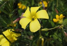 Οξαλίδα (Oxalis pes caprae)