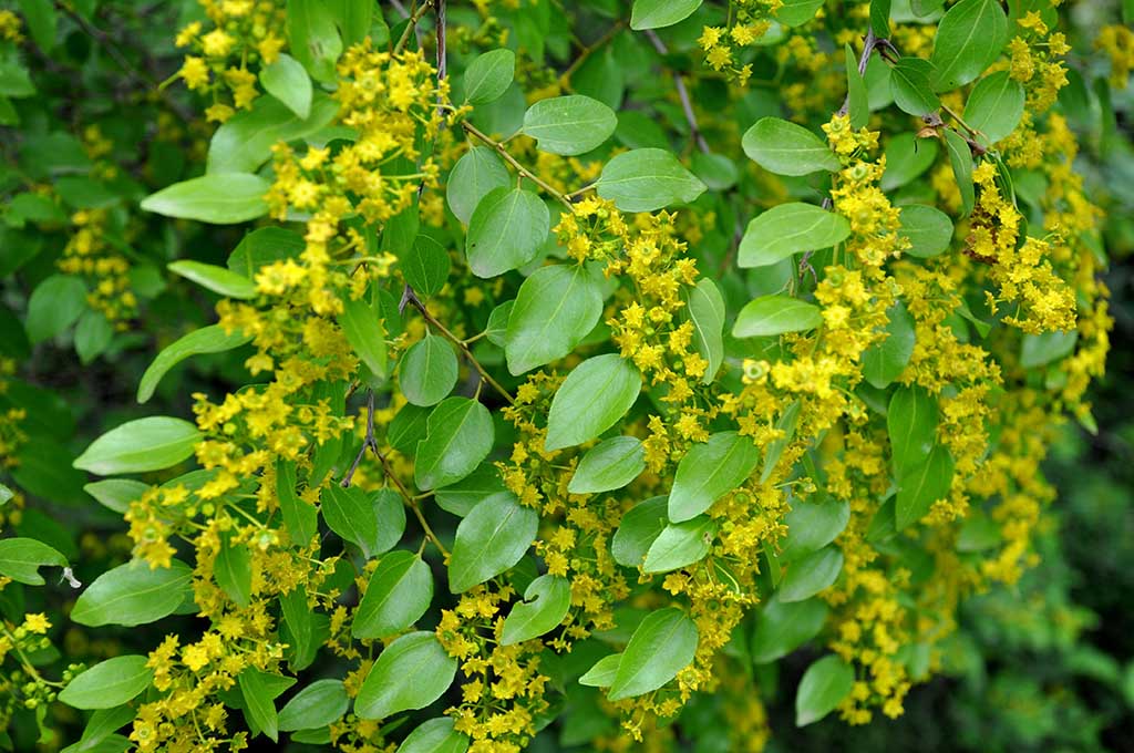 paliouri-melissokomiko-fito