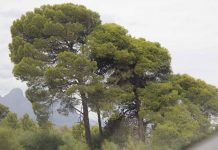 Μελισσοκομικά φυτά: Πεύκο (Pinus)