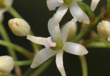 Αρκουδόβατος (Smilax aspera)