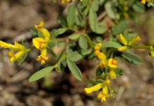 Αλογοθύμαρο (Anthyllis hermanniae) – Ανθυλλίδα/Σμύρος/Σμυρνιά