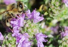 Θυμάρι (Thymus capitatus)