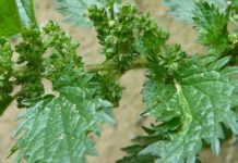 Τσουκνίδα (urtica urens)