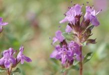 Θυμαράκι (Thymus serpyllum)