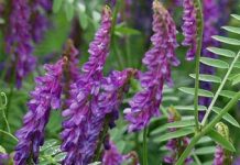 Καβαλαριά – Αγριόβικος (Vicia cracca)