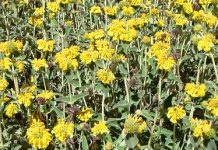 Ασφάκα (Phlomis fruticosa)