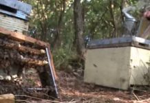 Σύστημα ΑΡΙΣΤΕΑΣ : Εκτροφή Βασιλισσών