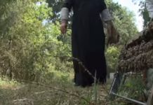 Σύστημα ΑΡΙΣΤΕΑΣ : Πλαίσιο βασιλικού πολτού