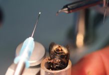 Τεχνητή γονιμοποίηση βασίλισσας – Σπερματέγχυση (βίντεο)