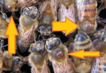 Μέλισσες πολεμούν τη βαρόα (βίντεο)