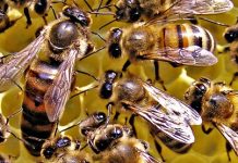 Η έξοδος της βασίλισσας από το κελί της