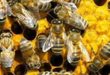 Η αγορά μελισσιών