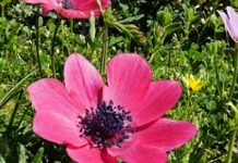 Ανεμώνη (Αnemone)